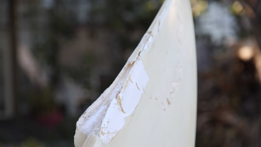 A close up photo of a shark bite in a surf board. There are teeth marks, and parts of the surf board are chipping away.
