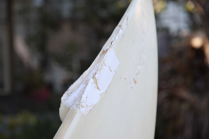 A close up photo of a shark bite in a surf board. There are teeth marks, and parts of the surf board are chipping away.