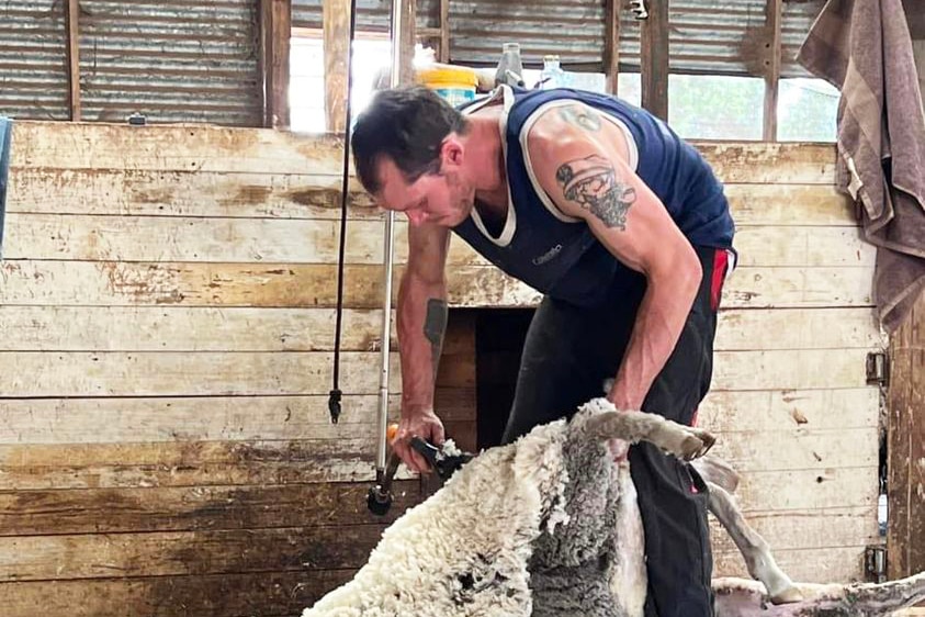 a man is crouched over shearing a sheep in a shed. 