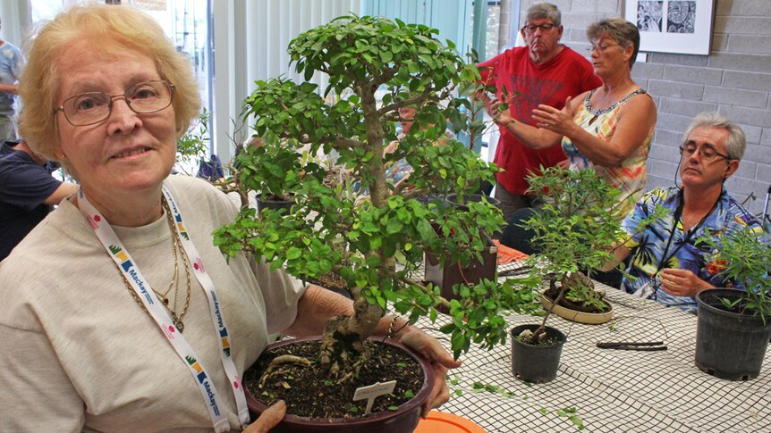 Secretary treasurer of the Mackay Bonsai Society, Helen Batho with her bonsai.