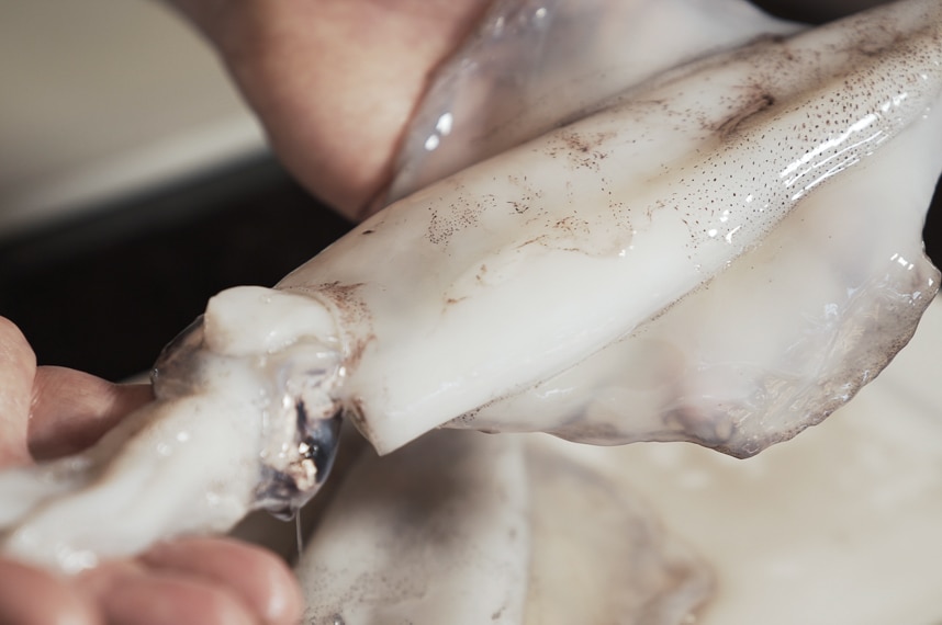 Hands holding a whole raw calamari to depict how to prepare and cook squid.