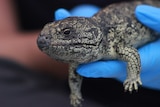 A close-up of a bobtail lizard being held in the hand of a person wearing a blue glove.