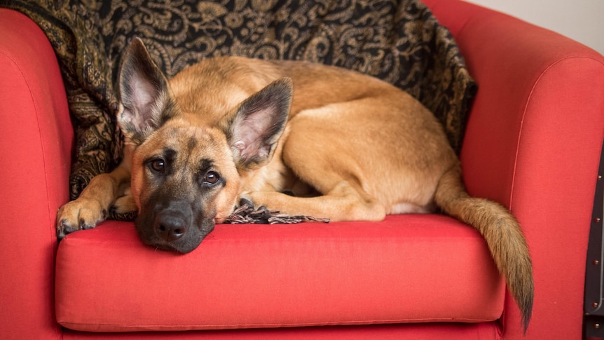 A German shepherd sits on a red chair looking bored, in a story about dogs isolating during covid lockdowns.