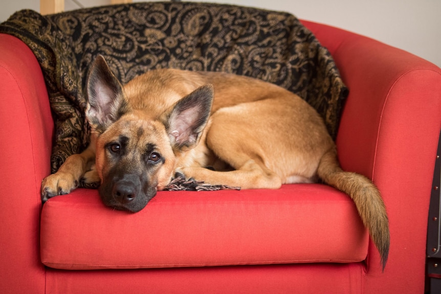 A German shepherd sits on a red chair looking bored