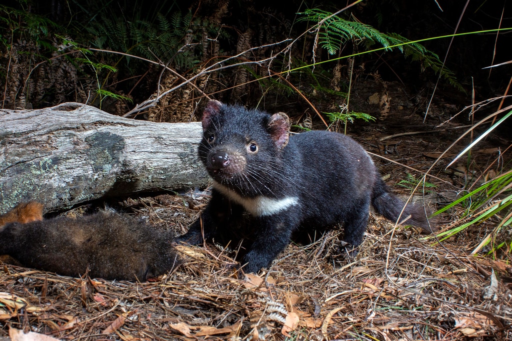 Australia's mammals are at risk of bird flu. This is what we know