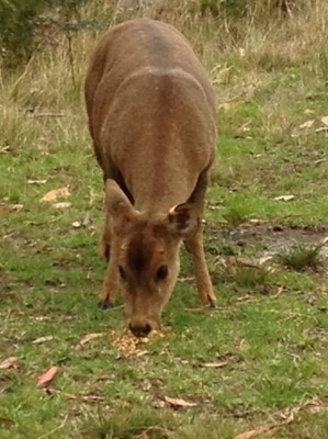 hog deer