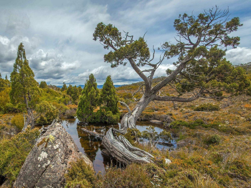 Ancient pencil pines in the World Heritage Area before fires in 2016.