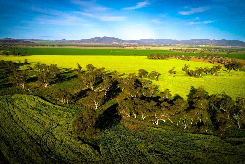 A crop of canola with mountains in the background, August 2020.