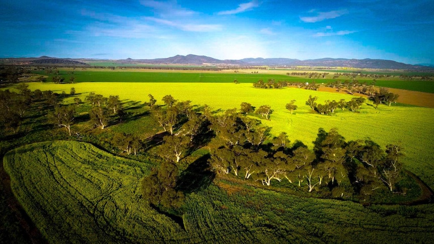 A crop of canola with mountains in the background, August 2020.