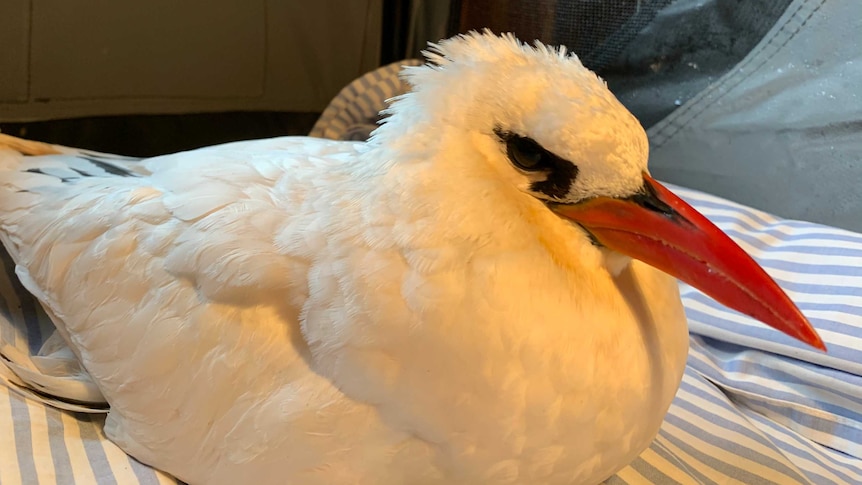 A white seabird, with a red beak, sitting on a sheet in a crate.