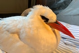 A white seabird, with a red beak, sitting on a sheet in a crate.