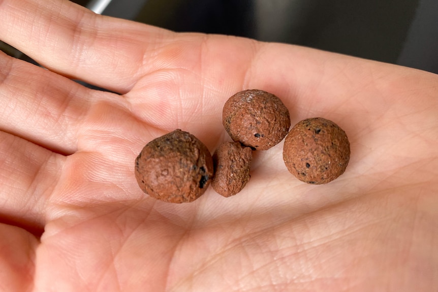 A close up shot of four big and small sized brown LECA clay balls in the palm of Luke's hand