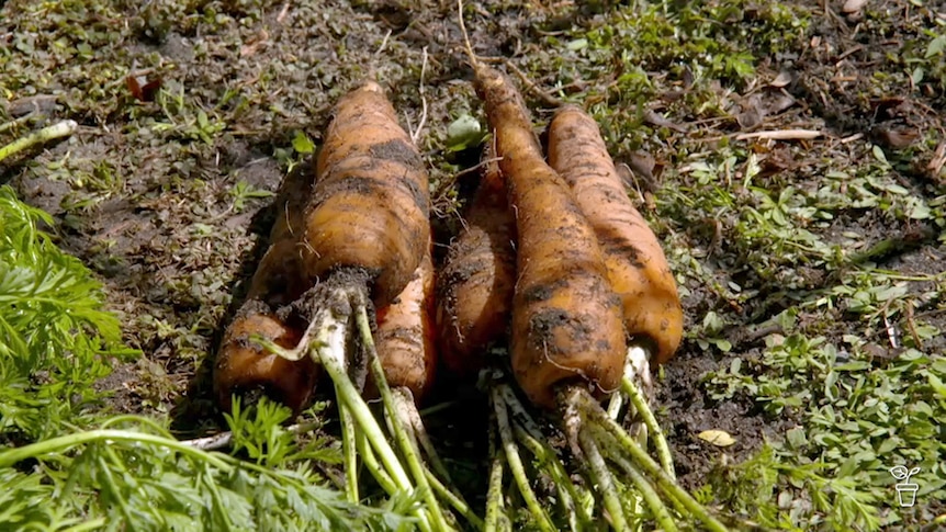 Freshly harvested carrots in a vegie patch.