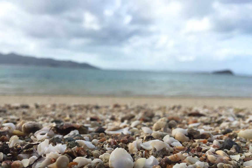 Shells on a beach in Queensland.