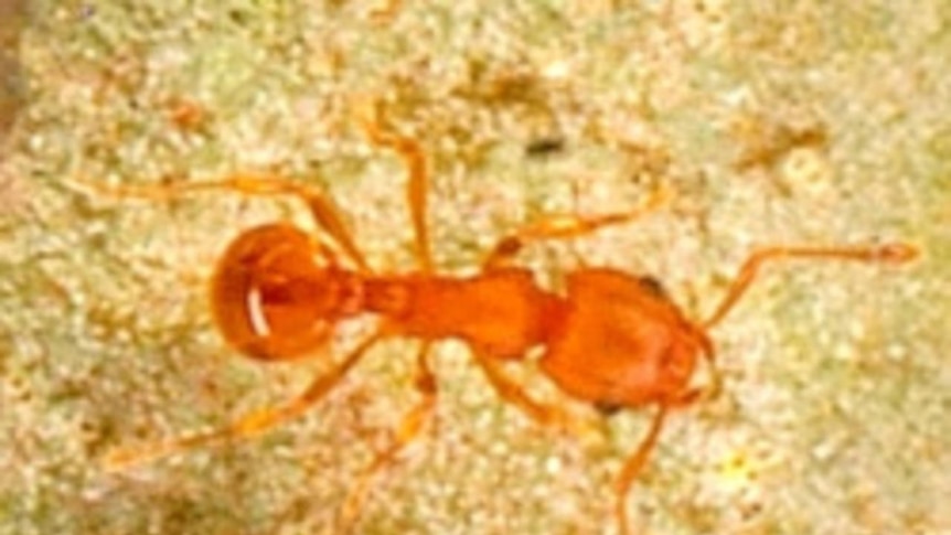 An electric ant walks on a leaf.