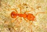 An electric ant walks on a leaf.