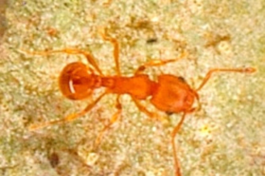 Close-up of an electric ant
