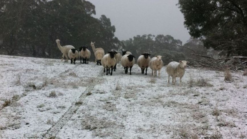 Sheep and alpacas stand in a paddock lightly dusted by snow.