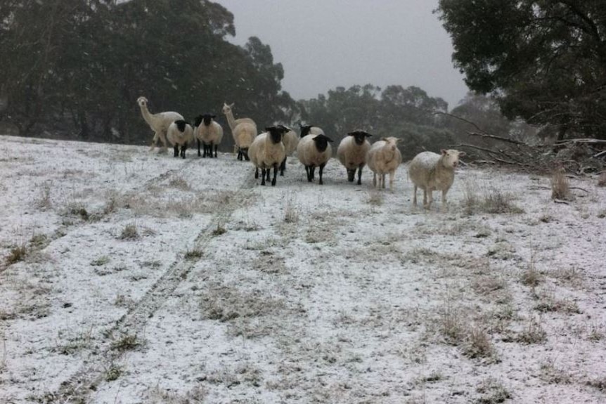 Sheep and alpacas stand in a paddock lightly dusted by snow.