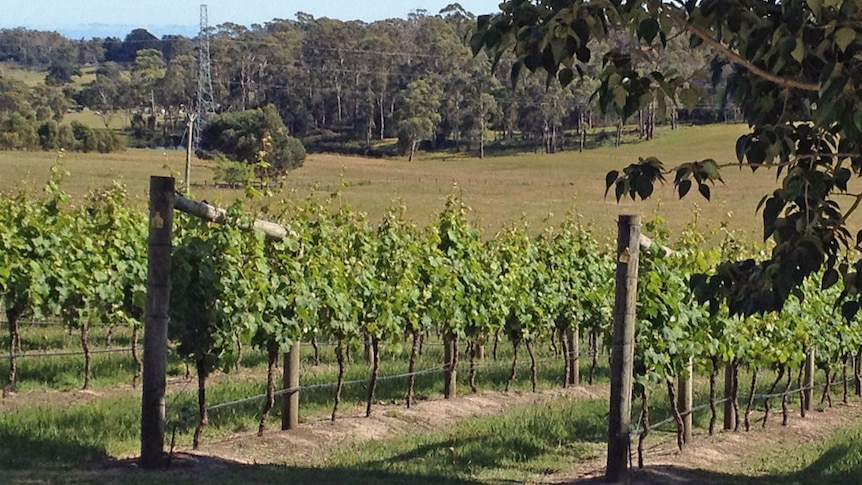 Rows of vines in late spring