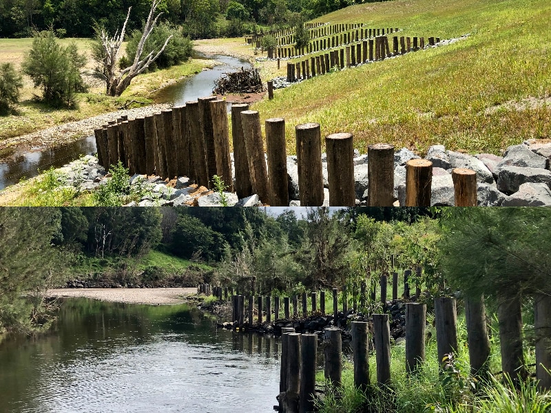 A photo of upright logs in a bare river paddock in 2019 compared to similar logs surrounded by plants in 2022.