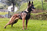 An image of a Belgian shepherd dog.