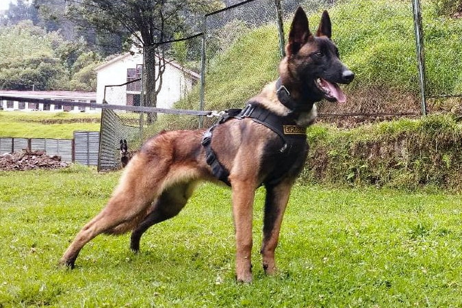 An image of a Belgian shepherd dog.