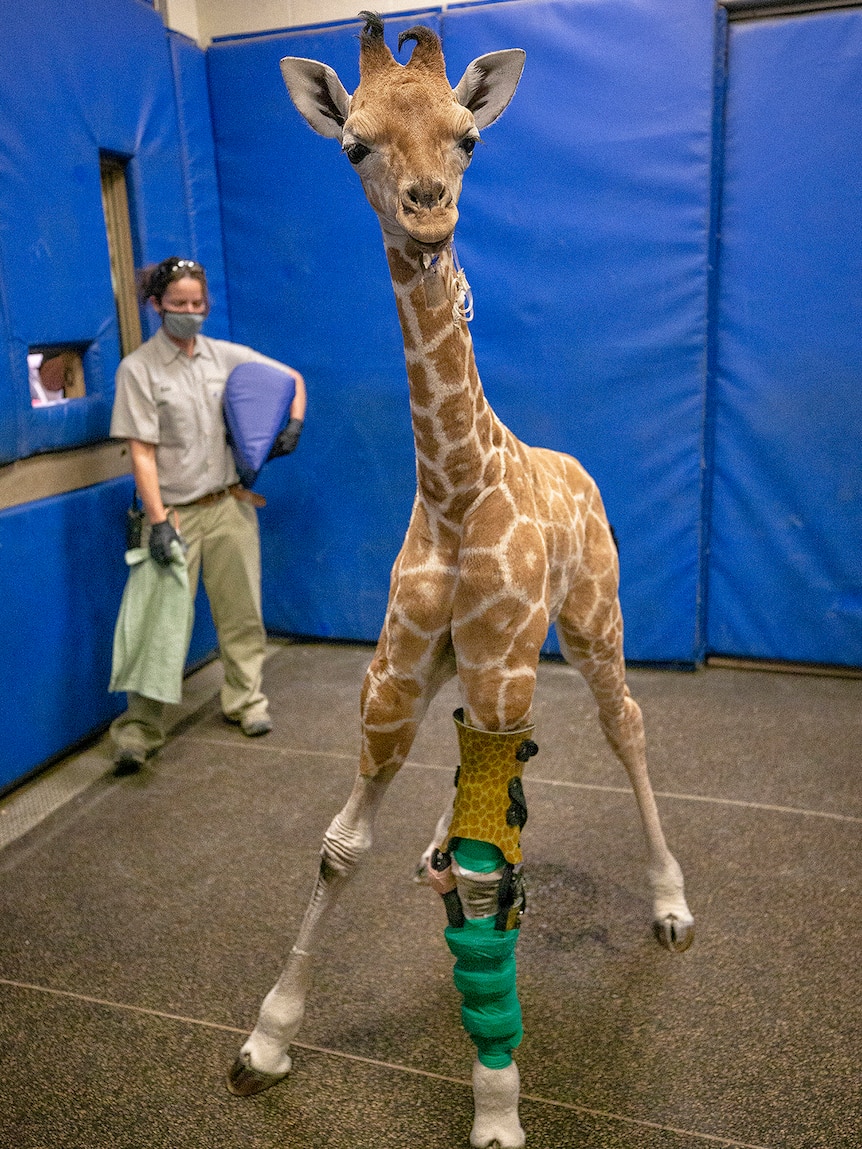 Baby giraffe standing with leg brace on leg.