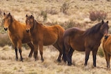 Four brumbies standing next to each other 