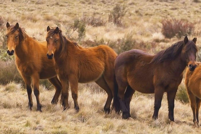 Four brumbies standing next to each other.