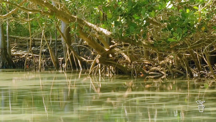 Water with mangrove trees growing along the bank