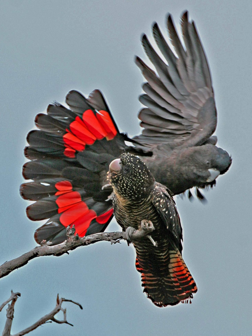 Two south-eastern red-tailed black cockatoos, one sitting on a tree branch, the other flying in the background.