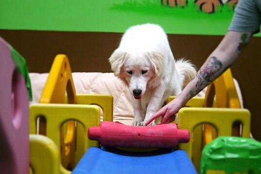 A dog does an enrichment activity at a dog day care centre in Perth.