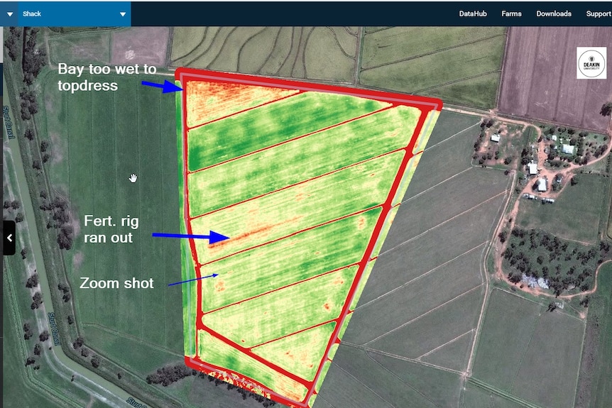 A drone based map shows the nitrogen status of a rice crop.