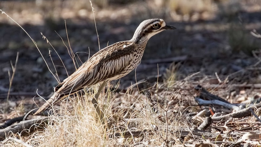 A bush stone-curlew in Canberra