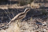 A bush stone-curlew in Canberra