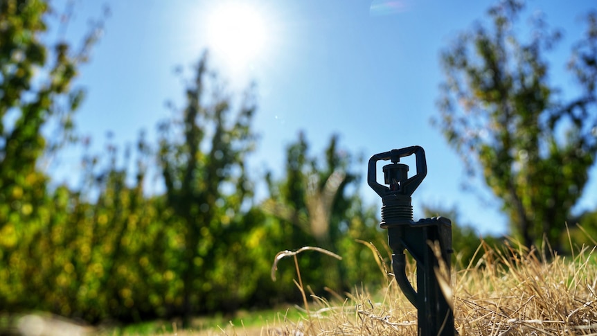A non-operational sprinkler sits on very dry grass, with a baking sun overhead.