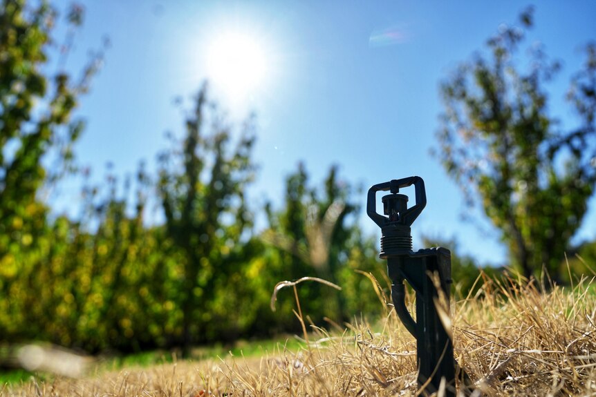 A non-operational sprinkler sits on very dry grass, with a baking sun overhead.