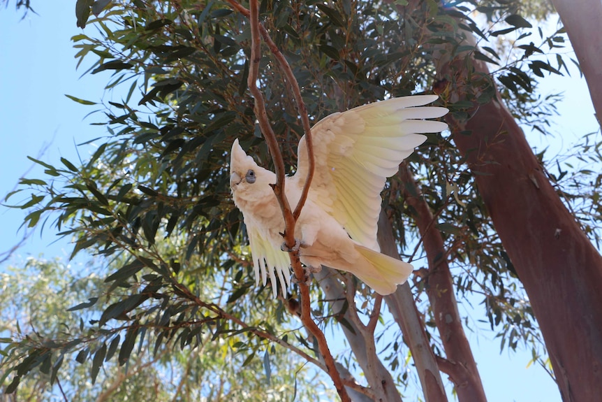 A cockatoo released from captivity at the makeshift Menindee animal sanctuary.