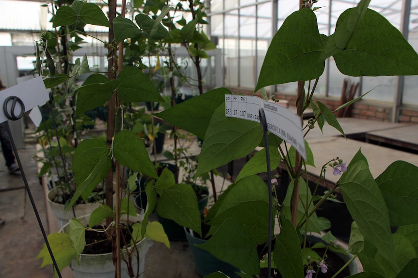 Trial crops growing inside a glasshouse