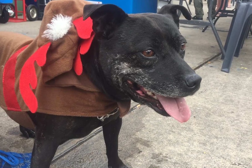 An older dog in a reindeer outfit.