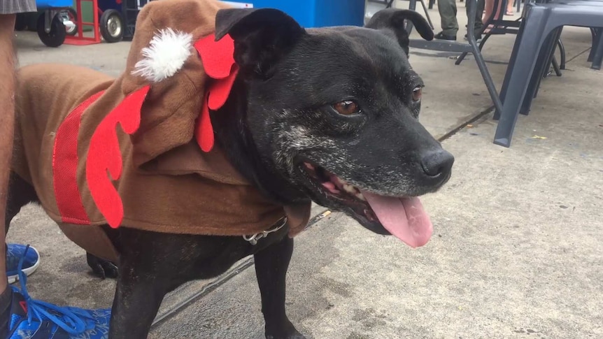 An older dog in a reindeer outfit.