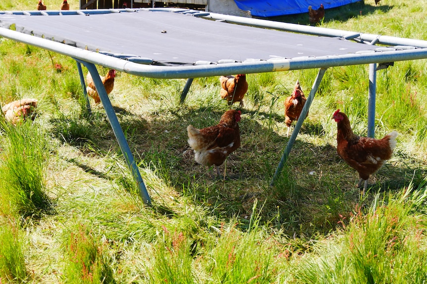 Trampoline chicken shelter