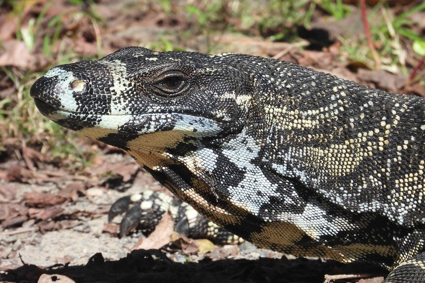 Close up of large black and white striped lizard