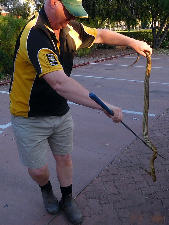 Alice Springs snake handler Rex Neindorf with snake