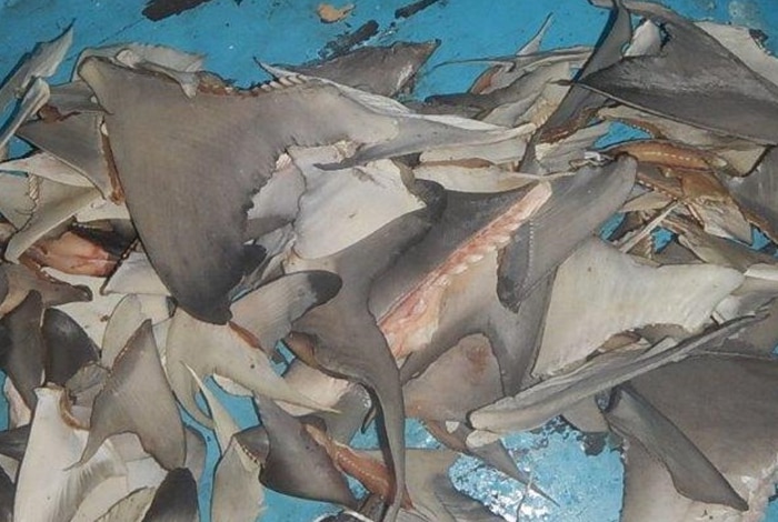 Shark fins, skins and flesh on a suspected illegal fishing boat