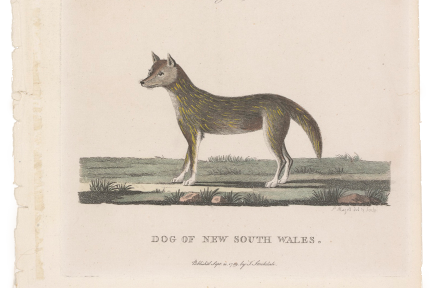A drawn illustration of a dingo