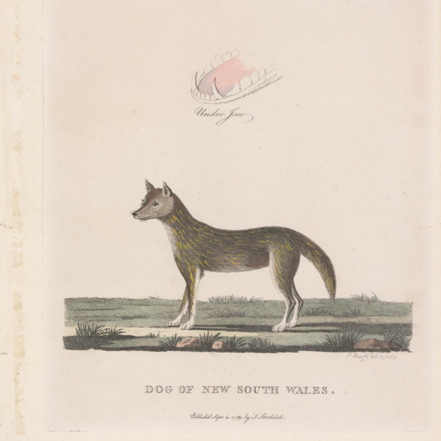 A drawn illustration of a dingo