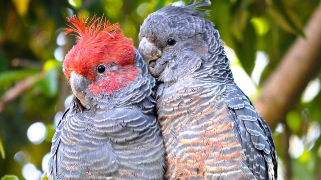 A male and female pair of juvenile gang-gang cockatoos sitting close to each other on a tree branch