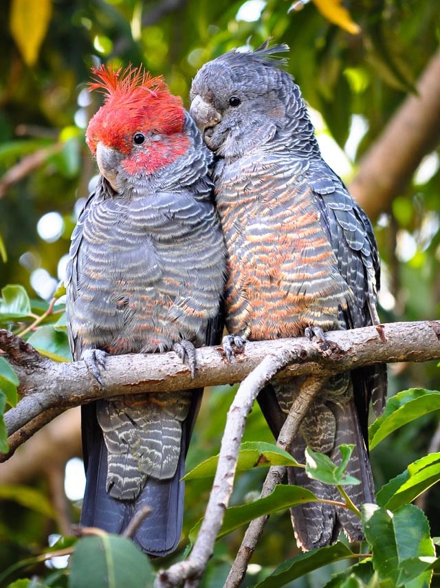 Gang-gang cockatoos
